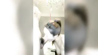 第一美乳超白嫩奶子【啪啪篇】乳晕多是粉的和小男友激情收费房，口活很棒特写深喉，灰丝大屁股爆操小穴，逼逼也是非常粉嫩