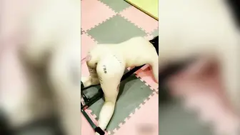 抖音 70 万粉丝网红 妹妹别哭 被金主绑在椅子上各种 SM 调教直播 其抖音已经停更！